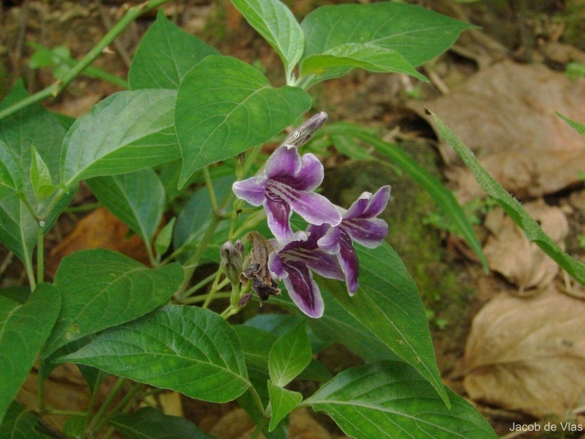 Asystasia intrusa (Forssk.) Blume